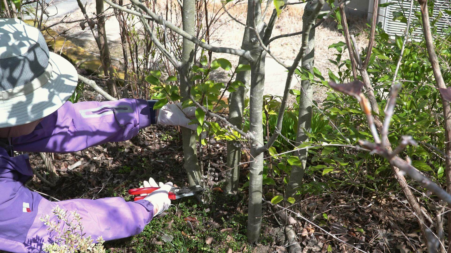 神戸市・西宮市・宝塚市・川西市・芦屋市・三田市 外構工事 動画 【植栽管理】『ソヨゴ』常緑樹の冬のお手入れ