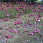 ピンクの落ち葉