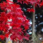 真っ赤な紅葉