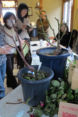 冬のガーデニング作業 バラの冬剪定 スタッフブログ 匠の外構工事 ガーデニング エクステリア 神戸 西宮 宝塚 三田のフィーリングガーデン 坂林盛樹園