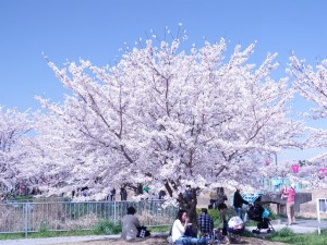 桜の下で団欒