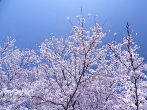 桜満開