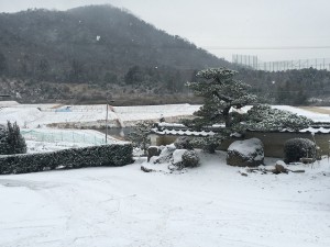 積雪