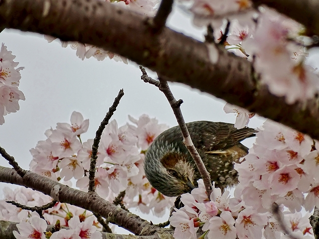 桜とヒヨドリ