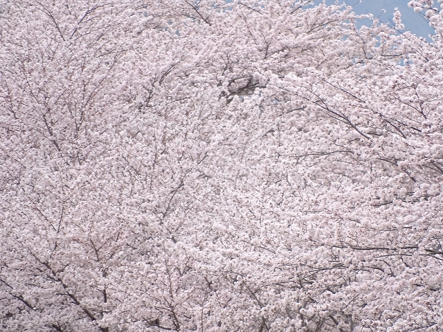 密集桜