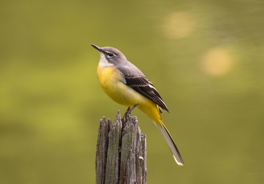 Grey_wagtail_at_Tennōji_Park_in_Osaka,_November_2016_-_890